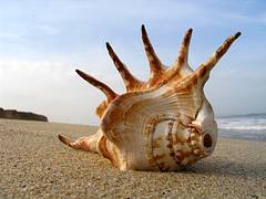 Shell on the Beach