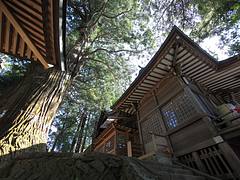Torinoko-sanshou-jinja(shrine) / 鷲子山上神社（とりこのさんしょうじんじゃ）
