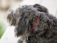 Jaque