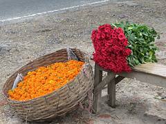 Marigold and roses Marigold and roses