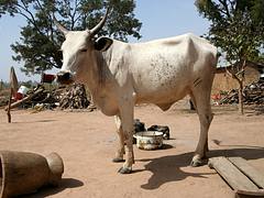 Sokoto cow Sokoto cow