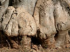 The old baobab tree The old baobab tree