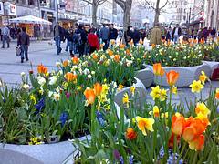 Monaco, fiori sulla Kaufingerstraße