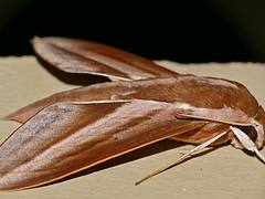 Hawkmoth (Theretra suffusa)