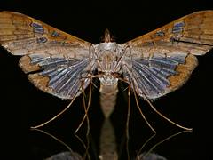 Crambid Moth (Maruca vitrata) verso