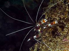 4390 Banded coral shrimp