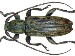 Sybra beccarii Breuning, 1939