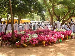10000 lotus flowers for our Buddha!