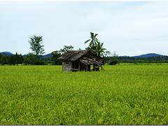 At the Farm