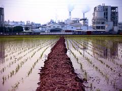 高雄仁武 稻田 工廠 Kaohsiung