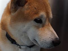20141221_高雄玩第二天_喜八咖啡飯糰_06_店狗_柴犬_喜八
