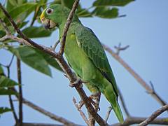 Yellow-crowned Parrot