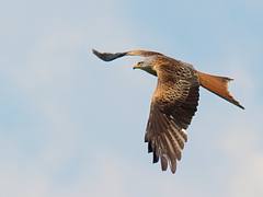 Röd Glada / Red Kite