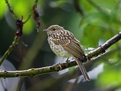 Pale Flycatcher, Garneton, Zambia