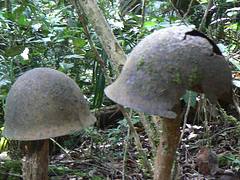 Kokoda 23Apr-04May 2008 364