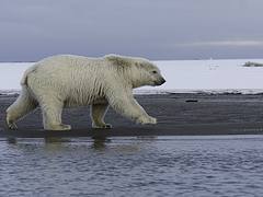 Heading for the Whale Meat ?