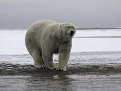 Polar Bear Snicker