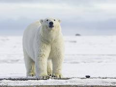Polar Bear Pose