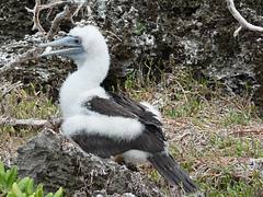 Abbott's Booby