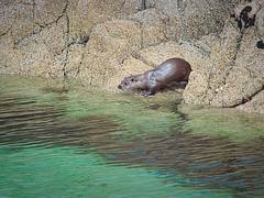 Sea otter, going for a swim Sea otter, going for a swim