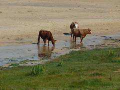 Cattle on Kiloran Beach, Colonsay