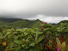 Flora at Freshwater Lake, Dominica
