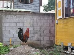 rooster