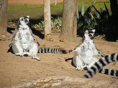 DUBBO - WESTERN PLAINS ZOO