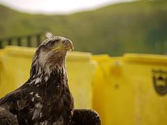 Eagle in Dutch Harbor in front of fish totes